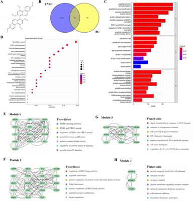 Blestriarene C exerts an inhibitory effect on triple-negative breast cancer through multiple signaling pathways
